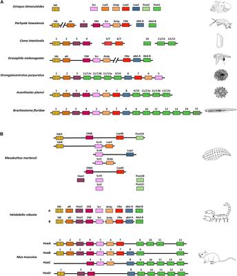 Homeotic Genes: Clustering, Modularity, and Diversity